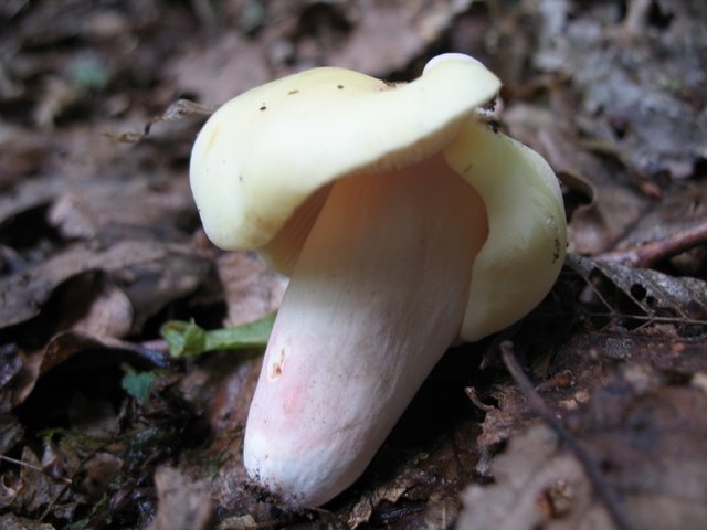 Russula violeipes var.citrina